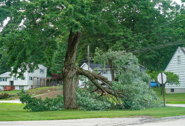 How Our Tree Care Process Works  in Watertown, FL